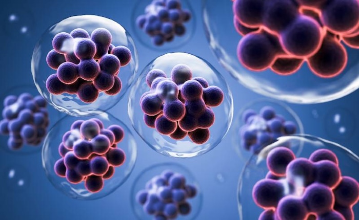epigenetic-editing-of-mouse-stem-cells-generates-embryoids-for-developmental-research