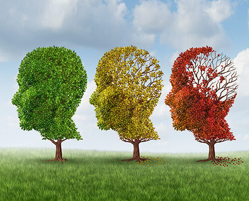 boosting-brain’s-meningeal-lymphatic-vessels-improves-memory-in-aged-mice