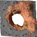 specialized-neutrophils-produce-extracellular-matrix-to-strengthen-mouse-skin-barrier