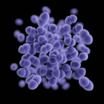 drug-resistant-bacteria-outcompete-rivals-in-hospitals