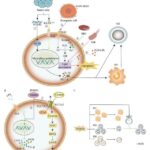 ferroptosis-plays-a-key-role-in-immunosuppression