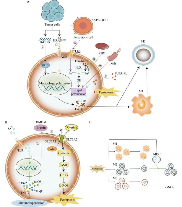ferroptosis-plays-a-key-role-in-immunosuppression