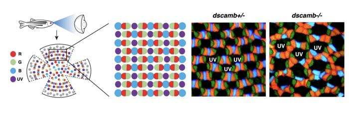 groundbreaking-study-reveals-mechanisms-behind-retinal-cell-spacing