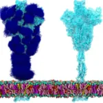 novel-‘low-sugar’-vaccine-shows-promise-for-enhanced-immunity-against-coronavirus-variants