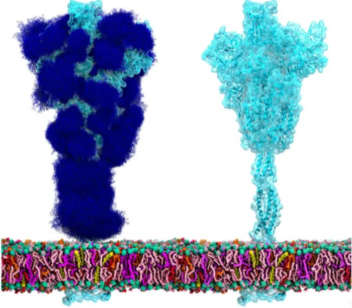 novel-‘low-sugar’-vaccine-shows-promise-for-enhanced-immunity-against-coronavirus-variants
