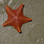 shape-changes-in-starfish-ooctyes-orchestrated-using-optogenetics