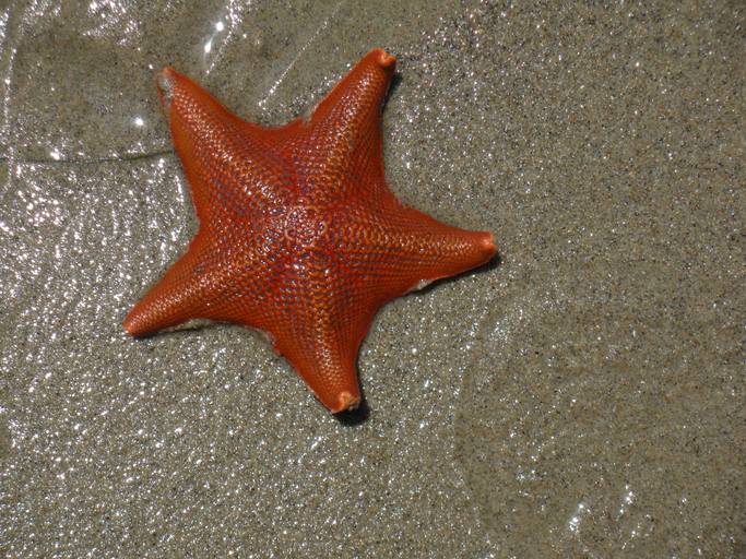 shape-changes-in-starfish-ooctyes-orchestrated-using-optogenetics