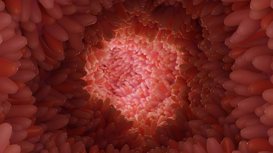 gut-protein-in-nerve-cells-senses-pressure,-inflammation-to-aid-digestion