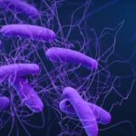 toxic-compound-gives-c.-difficile-competitive-advantage-in-infected-gut