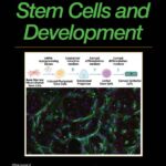 exploring-meninges-brain-signaling-through-organoid-fusion-models