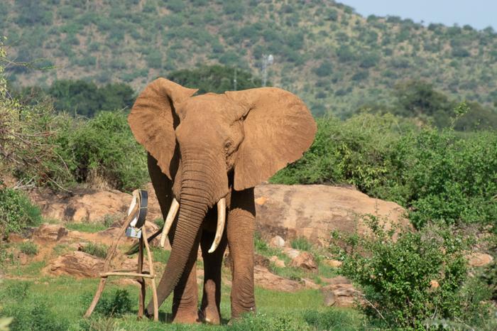 new-study-unveils-energy-efficient-strategies-in-elephant-journey-planning
