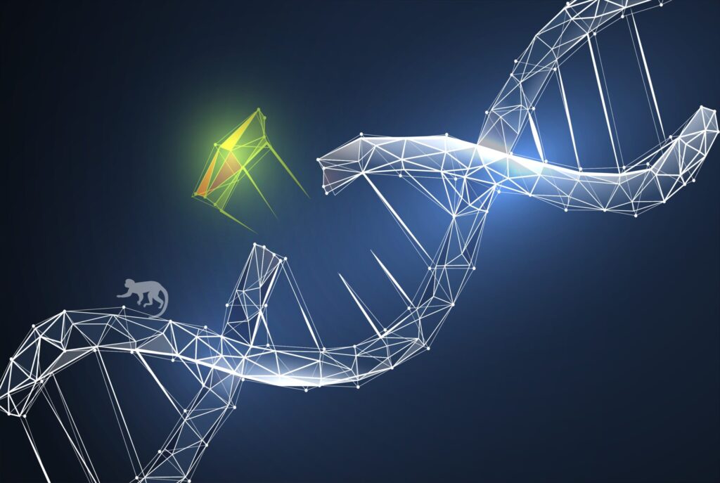 piggybac-transposon-system-creates-transgenic-cynomolgus-monkeys