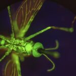 breakthrough-discovery:-nitisinone-transforms-human-blood-into-mosquito-repellent