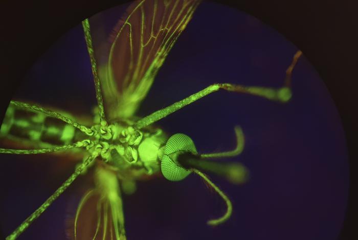 breakthrough-discovery:-nitisinone-transforms-human-blood-into-mosquito-repellent