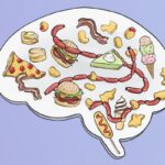 mice-lose-interest-in-high-fat-diet-due-to-declining-neurotensin