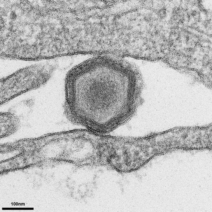 tools-designed-to-develop-african-swine-fever-virus-vaccines-more-efficiently