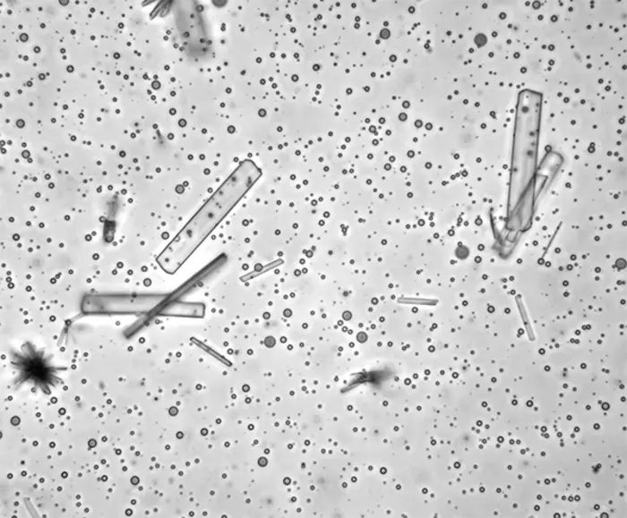 calcium’s-role-in-revealing-the-origins-of-molecular-asymmetry-in-life