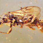 fossil-discoveries:-ancient-parasitic-‘venus-flytrap’-wasp-encased-in-amber