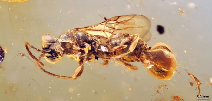 fossil-discoveries:-ancient-parasitic-‘venus-flytrap’-wasp-encased-in-amber