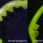unveiling-nature’s-parasitic-wonder:-the-motivations-behind-cuscuta-campestris
