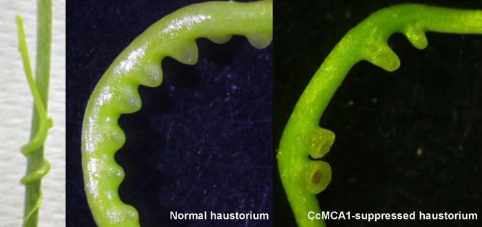 unveiling-nature’s-parasitic-wonder:-the-motivations-behind-cuscuta-campestris