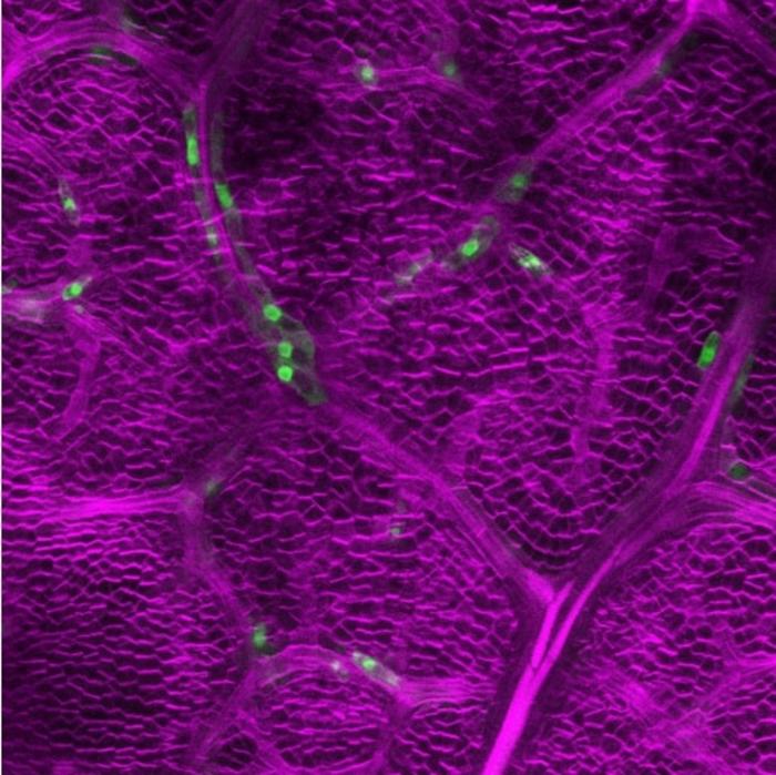 revolutionary-genetic-defense:-plants-utilize-stomatal-genes-to-combat-herbivore-threats
