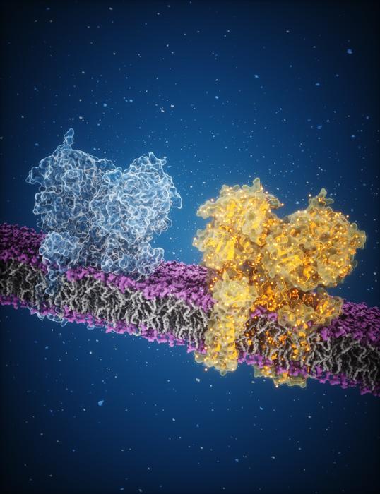 unveiling-the-timeless-brain-channels:-how-chemical-flux-fuels-learning-and-cognition