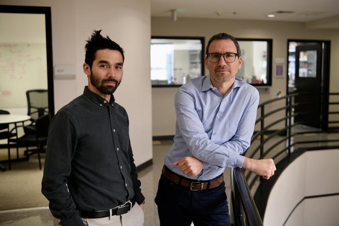 intricate-balancing-act-regulates-genome-gateway-formation-in-cells