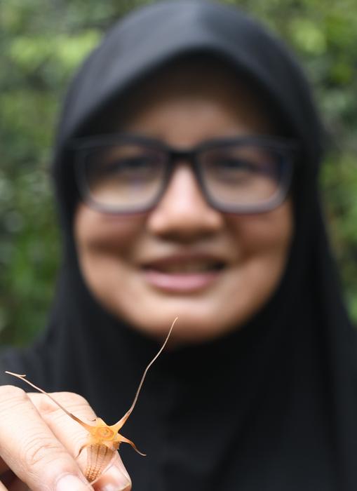 newly-discovered-endangered-‘fairy-lantern’-species-unveiled-in-malaysia