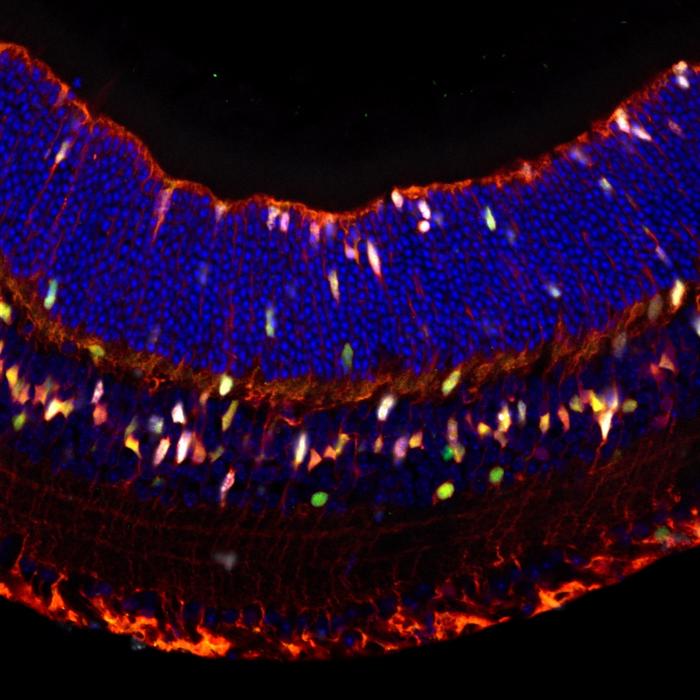 usc-stem-cell-researchers-discover-common-genes-linked-to-regeneration-in-hearing-and-vision