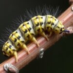 newborn-warty-birch-caterpillars-claim-the-world’s-tiniest-territory