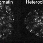 revolutionary-live-cell-labeling-reveals-insights-into-dna-packaging-and-dynamics-in-cells