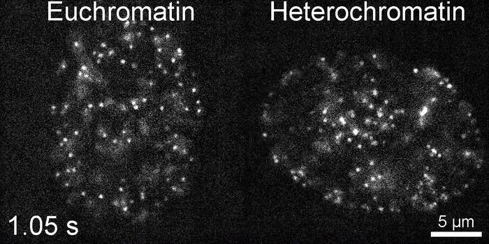 revolutionary-live-cell-labeling-reveals-insights-into-dna-packaging-and-dynamics-in-cells