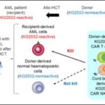 leveraging-car-technology-to-combat-acute-myeloid-leukemia