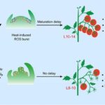 tomato-plants-postpone-shoot-meristem-development-to-enhance-resilience-against-heat-stress