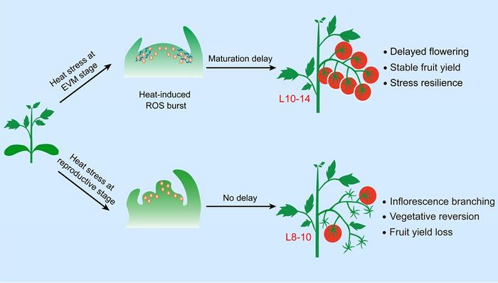 tomato-plants-postpone-shoot-meristem-development-to-enhance-resilience-against-heat-stress