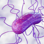 engineered-bacterial-spores-make-them-ideal-for-vaccine-applications