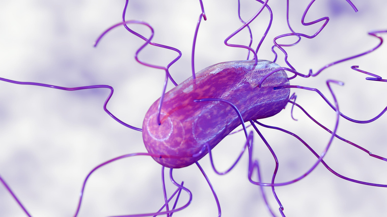engineered-bacterial-spores-make-them-ideal-for-vaccine-applications
