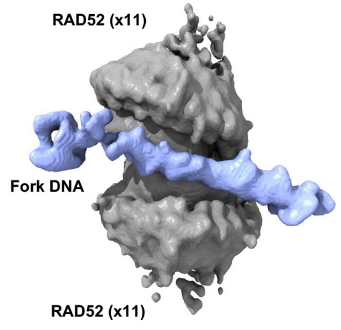 novel-protein-configuration-could-pave-the-way-for-innovative-cancer-therapies