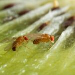 alcohol-enhances-attractiveness-in-male-flies,-study-reveals
