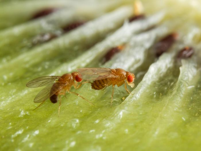 alcohol-enhances-attractiveness-in-male-flies,-study-reveals