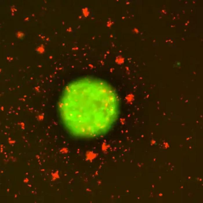 revolutionary-‘smart’-immune-cells:-a-game-changer-in-sustained-tumor-elimination
