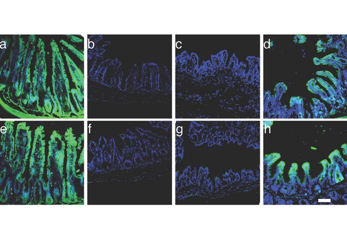 transforming-gut-cells:-a-novel-approach-to-address-small-bowel-syndrome