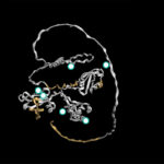 a-new-view-of-antibody-binding-sites
