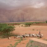 soil-conditions-play-a-key-role-in-enhancing-rainfall-in-global-megastorm-hotspots