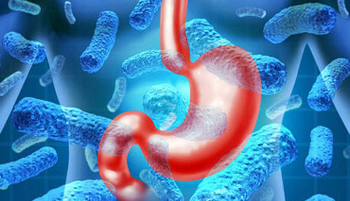microbial-competition-enhances-oral-vaccine-protection-of-gut