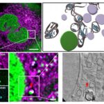 how-cells-restore-their-energy-factories:-a-deep-dive-into-cellular-repair-mechanisms