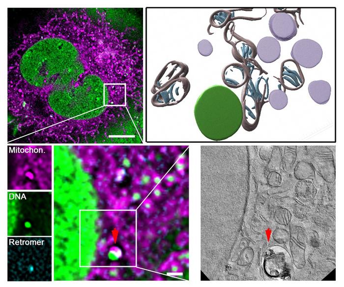 how-cells-restore-their-energy-factories:-a-deep-dive-into-cellular-repair-mechanisms