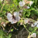 study-uncovers-the-reasons-behind-young-plants’-susceptibility-to-disease