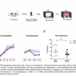 study-reveals-post-trauma-drug-effectively-inhibits-fear-response-in-female-mice
